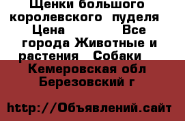 Щенки большого (королевского) пуделя › Цена ­ 25 000 - Все города Животные и растения » Собаки   . Кемеровская обл.,Березовский г.